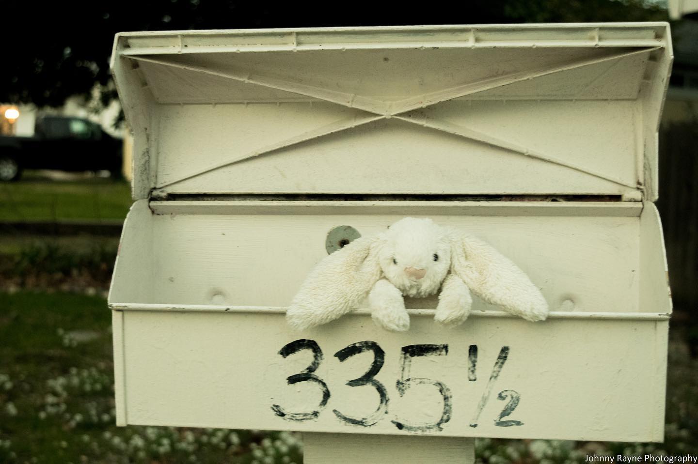 Bunny in a Mailbox